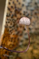 Marasmius