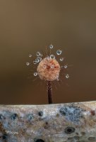 Marasmius