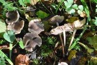 Marasmius