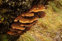 Mensularia