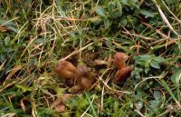 Microglossum