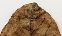 Pseudomicrostroma