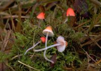 Atheniella