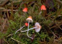 Mycena