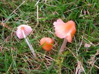 Mycena