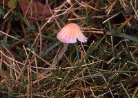 Mycena