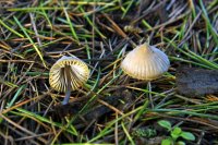 Mycena