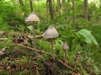 Mycena