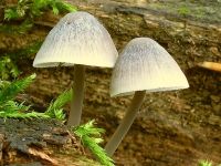 Mycena