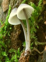 Mycena