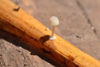 Mycena