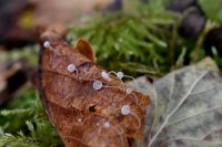 Mycena