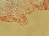 Mycena