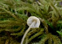 Mycena