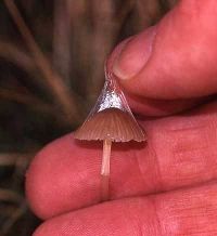 Mycena