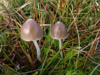 Mycena