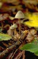 Mycena