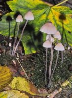 Mycena