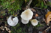 Mycena