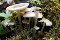 Mycena