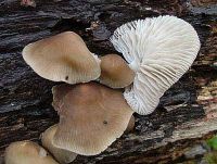 Mycena