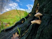Mycena
