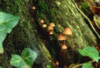 Mycena