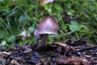 Mycena