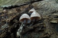 Mycena