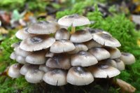 Mycena