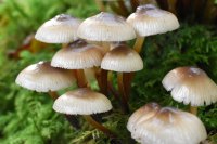 Mycena