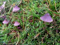 Mycena