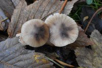 Mycena
