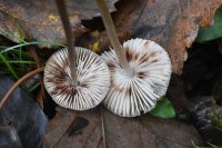Mycena