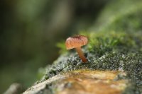 Mycena
