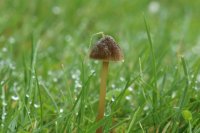 Mycena