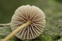 Mycena