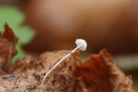 Mycena