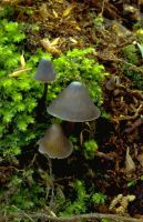 Mycena