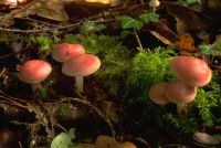 Mycena