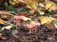 Mycena