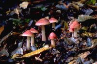 Mycena