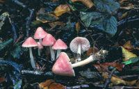 Mycena