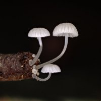 Mycena