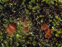Octospora