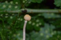 Ophiocordyceps