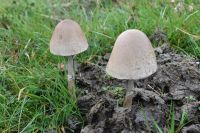Panaeolus