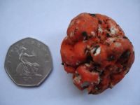 Paurocotylis