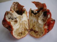 Paurocotylis