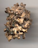 Penicillium